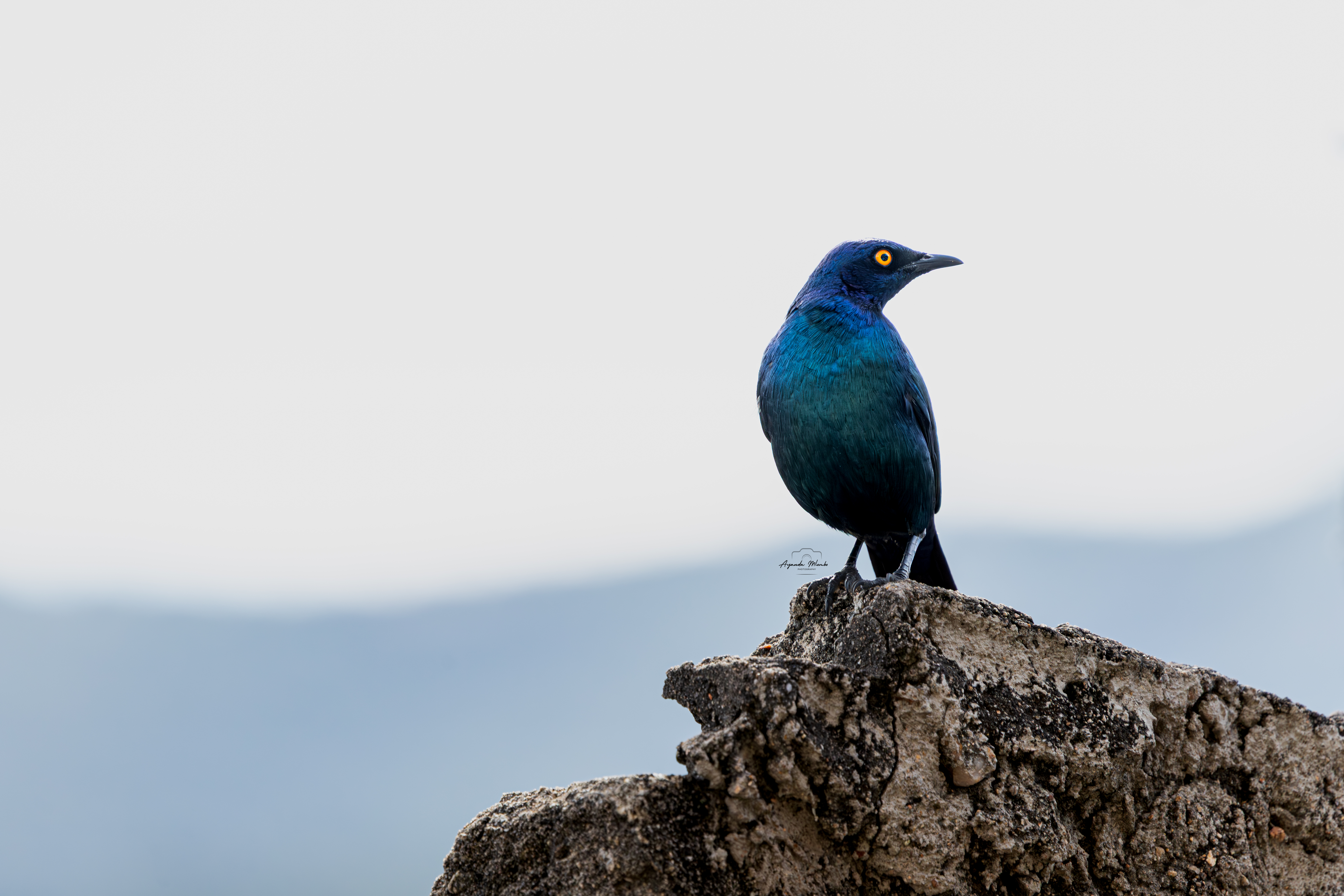 Cape Starling
